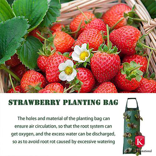Strawberry Planting Bag (1+1 Gratis)